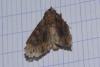 Mniotype solieri